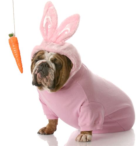 dogs dressed as bunnies|pets dressed as easter bunnies.